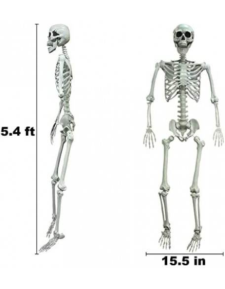 5.4ft/165cm Halloween Skeleton, Posable Life Size Human Skeletons, Full Body Realistic Bones with Movable Joints for Hallo...