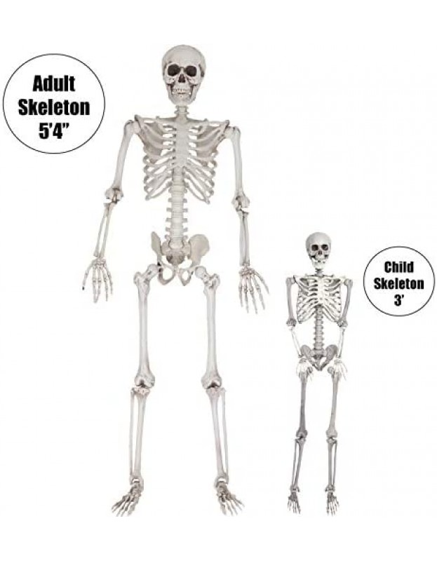 Halloween Life Size Skeleton Value 2 Pack - Adult (5' 4
